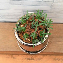 画像をギャラリービューアに読み込む, 【一点物】ユーフォルビア・峨眉山 DULTONポットセット(ブロンズ) 2.5号
