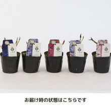 画像をギャラリービューアに読み込む, 【三ツ星品質】プレミアム ハイドランジア 3.5号 2ポットセット