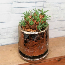 画像をギャラリービューアに読み込む, 【一点物】ユーフォルビア・峨眉山 DULTONポットセット(ブロンズ) 2.5号