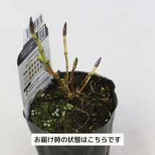 画像をギャラリービューアに読み込む, 【三ツ星品質】プレミアム ハイドランジア 3.5号 2ポットセット