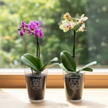 画像をギャラリービューアに読み込む, 【土を使わない花】テーブルプランツ(Table Plants) ミディ胡蝶蘭 ※期間限定