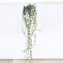 画像をギャラリービューアに読み込む, アイビー(ヘデラ・ヘリックス'グレイシャー') 6号 弦の長さ100cm