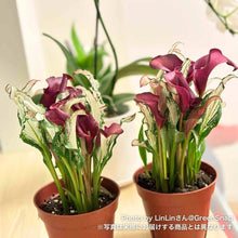 画像をギャラリービューアに読み込む, 【限定40個】カラー・フローズンクイーン 5号 ※予約商品:12/15まで 出荷予定:12/20