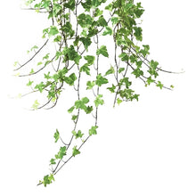 画像をギャラリービューアに読み込む, アイビー(ヘデラ・ヘリックス'グレイシャー') 6号 弦の長さ100cm