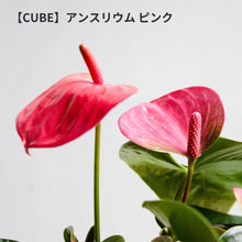 画像をギャラリービューアに読み込む, 【土を使わない観葉植物】幸福を呼ぶ!ハート型のテーブルプランツ(Table Plants) アンスリウム