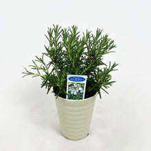 画像をギャラリービューアに読み込む, 【限定48鉢】ローズマリー・マリンブルー 4号 ※予約商品:7/27まで 出荷予定:8/1