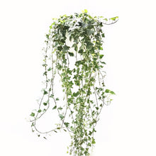 画像をギャラリービューアに読み込む, アイビー(ヘデラ・ヘリックス'グレイシャー') 6号 弦の長さ100cm