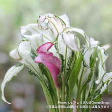 画像をギャラリービューアに読み込む, 【限定40個】カラー・フローズンクイーン 5号 ※予約商品:12/15まで 出荷予定:12/20