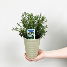画像をギャラリービューアに読み込む, 【限定48鉢】ローズマリー・マリンブルー 4号 ※予約商品:7/27まで 出荷予定:8/1