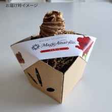 画像をギャラリービューアに読み込む, 【水も土もいらない!】マジックアマリリス