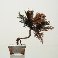 画像をギャラリービューアに読み込む, ドライ盆栽®カラフル ミニ