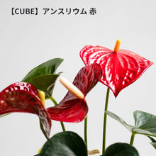 画像をギャラリービューアに読み込む, 【土を使わない観葉植物】幸福を呼ぶ!ハート型のテーブルプランツ(Table Plants) アンスリウム