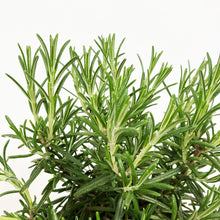 画像をギャラリービューアに読み込む, 【限定48鉢】ローズマリー・マリンブルー 4号 ※予約商品:7/27まで 出荷予定:8/1