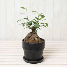 画像をギャラリービューアに読み込む, ガジュマル 4号 おしゃれな鉢カバーセット ギフトにおすすめ