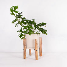 画像をギャラリービューアに読み込む, ヒメモンステラ 5号 北欧デザインストレート鉢カバーセット&ポットスタンド