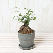 画像をギャラリービューアに読み込む, ガジュマル 4号 おしゃれな鉢カバーセット ギフトにおすすめ