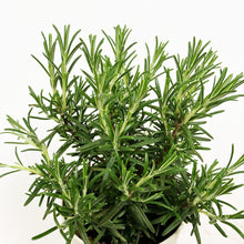 画像をギャラリービューアに読み込む, 【限定48鉢】ローズマリー・マリンブルー 4号 ※予約商品:7/27まで 出荷予定:8/1