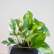 画像をギャラリービューアに読み込む, 【土を使わない観葉植物】テーブルプランツ キューブ (Table Plants CUBE) ポトス2品種寄せ植え