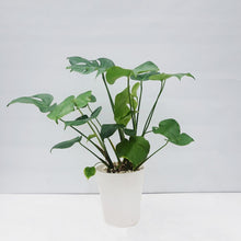 画像をギャラリービューアに読み込む, モンステラ・デリシオサ 8号 高さ約70cm〜80cm F4~5,7