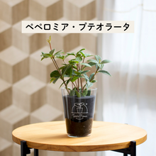 画像をギャラリービューアに読み込む, 【土を使わない観葉植物】テーブルプランツ(Table Plants) ペペロミア