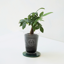 画像をギャラリービューアに読み込む, 【土を使わない観葉植物】 テーブルプランツ(Table Plants) ×カラフルCRYSTAL COASTERセット