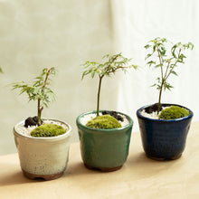 画像をギャラリービューアに読み込む, もみじのミニ盆栽 萬古焼鉢セット 3.5号 1鉢