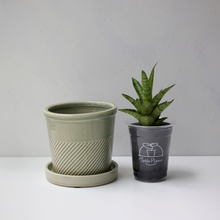 画像をギャラリービューアに読み込む, 【土を使わない観葉植物】テーブルプランツ(Table Plants)1品種×Sentir鉢セット