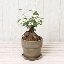 画像をギャラリービューアに読み込む, ガジュマル 4号 おしゃれな鉢カバーセット ギフトにおすすめ