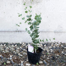 画像をギャラリービューアに読み込む, 【予約商品:2/9発送】ユーカリ・リトルハート(ウェブステリアナ) 4.5号