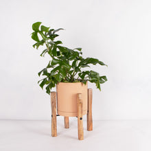 画像をギャラリービューアに読み込む, ヒメモンステラ 5号 北欧デザインストレート鉢カバーセット&ポットスタンド