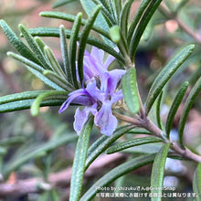 画像をギャラリービューアに読み込む, 【限定48鉢】ローズマリー・マリンブルー 4号 ※予約商品:7/27まで 出荷予定:8/1