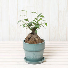 画像をギャラリービューアに読み込む, ガジュマル 4号 おしゃれな鉢カバーセット ギフトにおすすめ