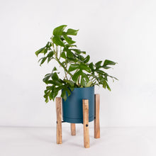 画像をギャラリービューアに読み込む, ヒメモンステラ 5号 北欧デザインストレート鉢カバーセット&ポットスタンド