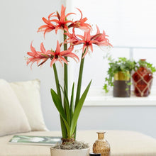 画像をギャラリービューアに読み込む, 【水も土もいらない!】マジックアマリリス