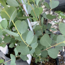 画像をギャラリービューアに読み込む, 【予約商品:2/9発送】ユーカリ・リトルハート(ウェブステリアナ) 4.5号