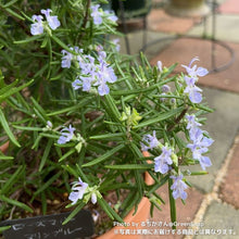 画像をギャラリービューアに読み込む, 【限定48鉢】ローズマリー・マリンブルー 4号 ※予約商品:7/27まで 出荷予定:8/1