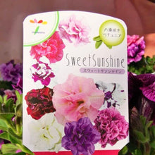 画像をギャラリービューアに読み込む, 【予約商品:3/29発送分】ペチュニア・スイートサンシャイン 3.5号 3ポットセット