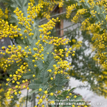 画像をギャラリービューアに読み込む, 【限定42個】ミモザ・アカシア 6号 ※予約商品:3/16まで 出荷予定:3/21
