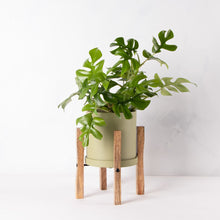 画像をギャラリービューアに読み込む, ヒメモンステラ 5号 北欧デザイン鉢カバーセット&ポットスタンド (カーキ)