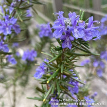 画像をギャラリービューアに読み込む, 【限定48鉢】ローズマリー・マリンブルー 4号 ※予約商品:7/27まで 出荷予定:8/1