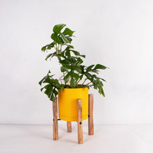 画像をギャラリービューアに読み込む, ヒメモンステラ 5号 北欧デザインストレート鉢カバーセット&ポットスタンド