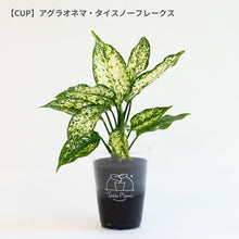 画像をギャラリービューアに読み込む, 【土を使わない観葉植物】テーブルプランツ(Table Plants) アグラオネマ