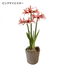 画像をギャラリービューアに読み込む, 【水も土もいらない!】マジックアマリリス