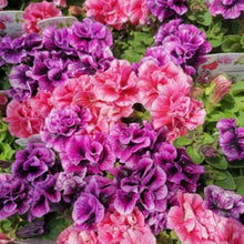 画像をギャラリービューアに読み込む, 【予約商品:3/29発送分】ペチュニア・スイートサンシャイン 3.5号 3ポットセット