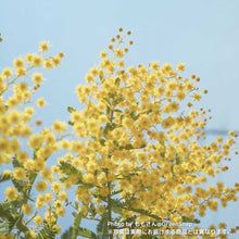 画像をギャラリービューアに読み込む, 【限定42個】ミモザ・アカシア 6号 ※予約商品:3/16まで 出荷予定:3/21