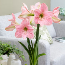 画像をギャラリービューアに読み込む, 【水も土もいらない!】マジックアマリリス