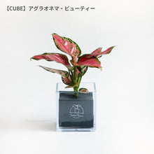 画像をギャラリービューアに読み込む, 【土を使わない観葉植物】テーブルプランツ(Table Plants) アグラオネマ
