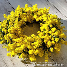画像をギャラリービューアに読み込む, 【限定42個】ミモザ・アカシア 6号 ※予約商品:3/16まで 出荷予定:3/21