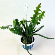 画像をギャラリービューアに読み込む, フィッシュボーン・カクタス 5号 吊鉢