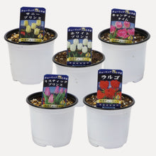 画像をギャラリービューアに読み込む, 【予約商品:1/16以降発送】チューリップ芽出し苗 3.5号 5ポットセット【日本一の産地 富山産】